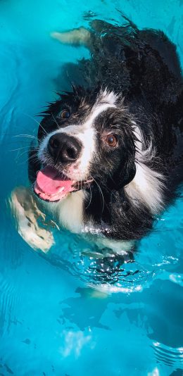 [2436x1125]宠物狗 牧羊犬 游泳 可爱 苹果手机壁纸图片