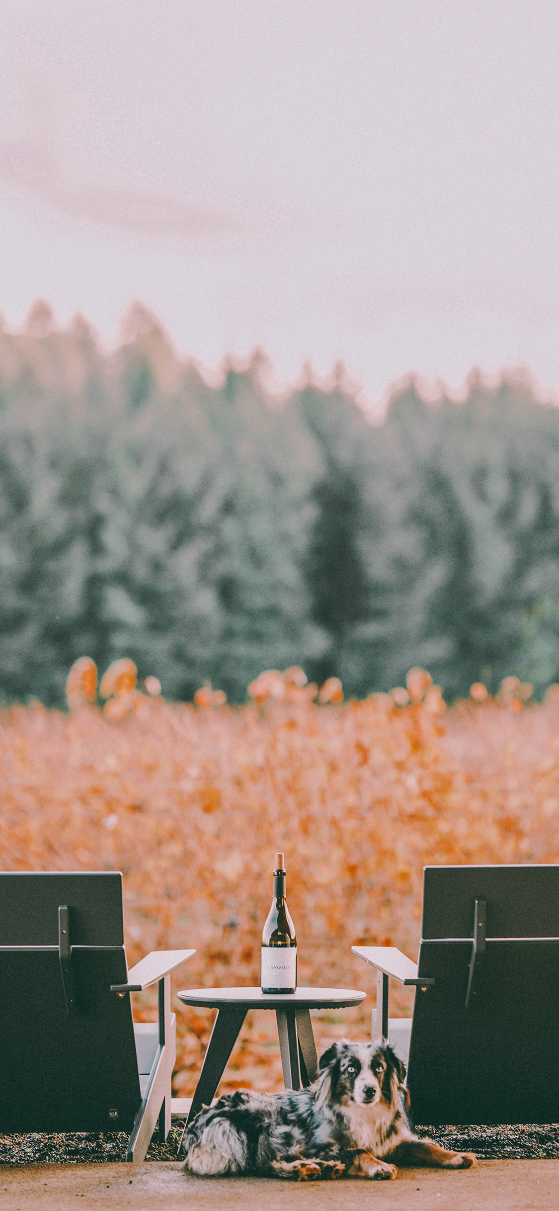 [2436×1125]宠物狗 牧羊犬 聪明 红酒 郊外 苹果手机壁纸图片