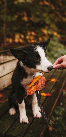 [2436x1125]宠物狗 牧羊犬 边牧 聪明 树叶 苹果手机壁纸图片