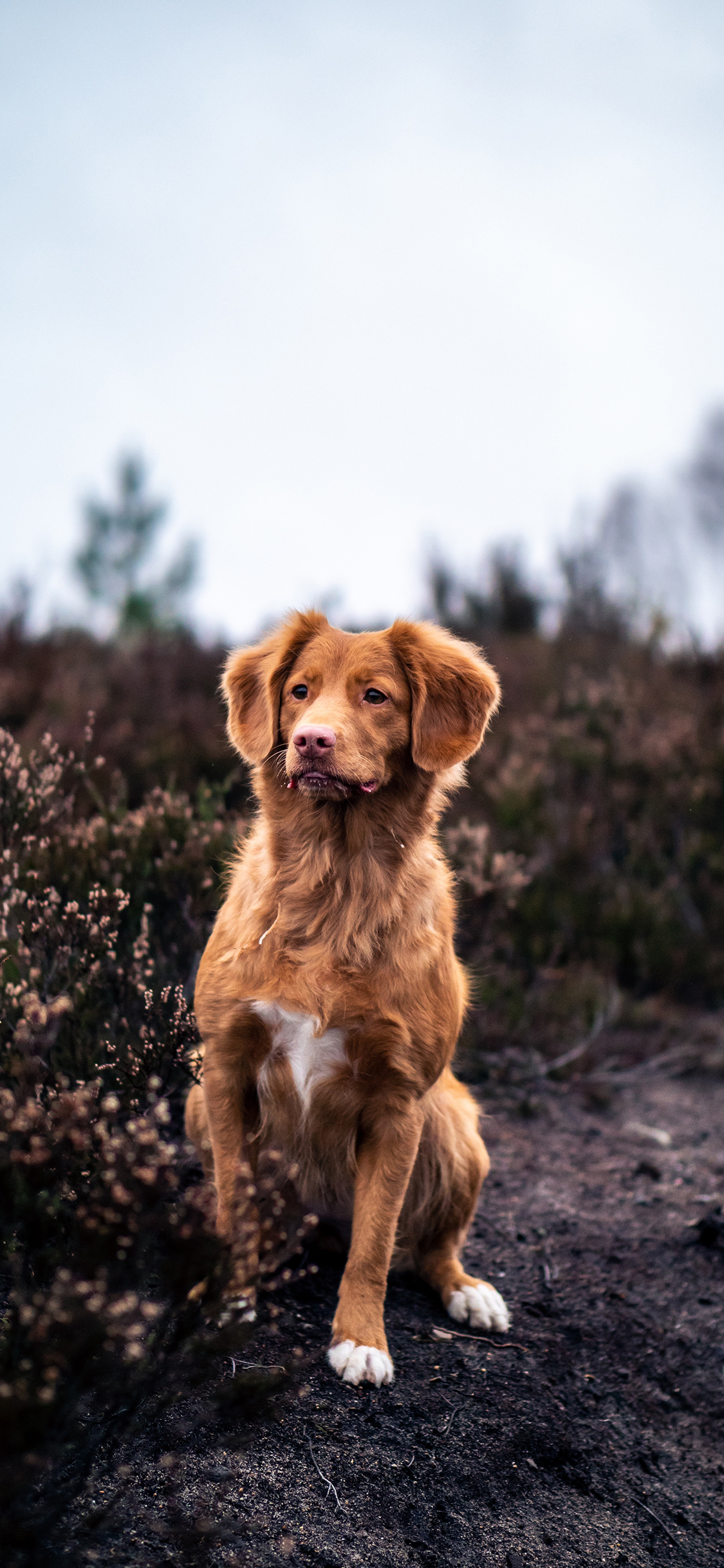 [2436×1125]宠物狗 犬类 户外 田地 皮毛 苹果手机壁纸图片