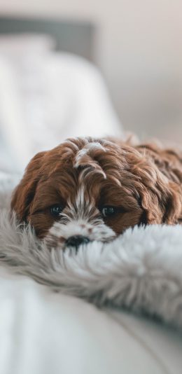 [2436x1125]宠物狗 犬类 毛毯 苹果手机壁纸图片