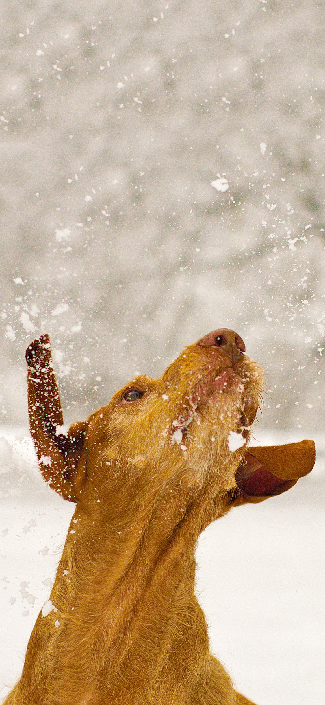 [2436×1125]宠物狗 狗子 雪花 耳朵飞扬 苹果手机壁纸图片