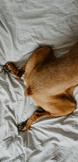 [2436x1125]宠物狗 狗腿 趴着 黄毛 苹果手机壁纸图片