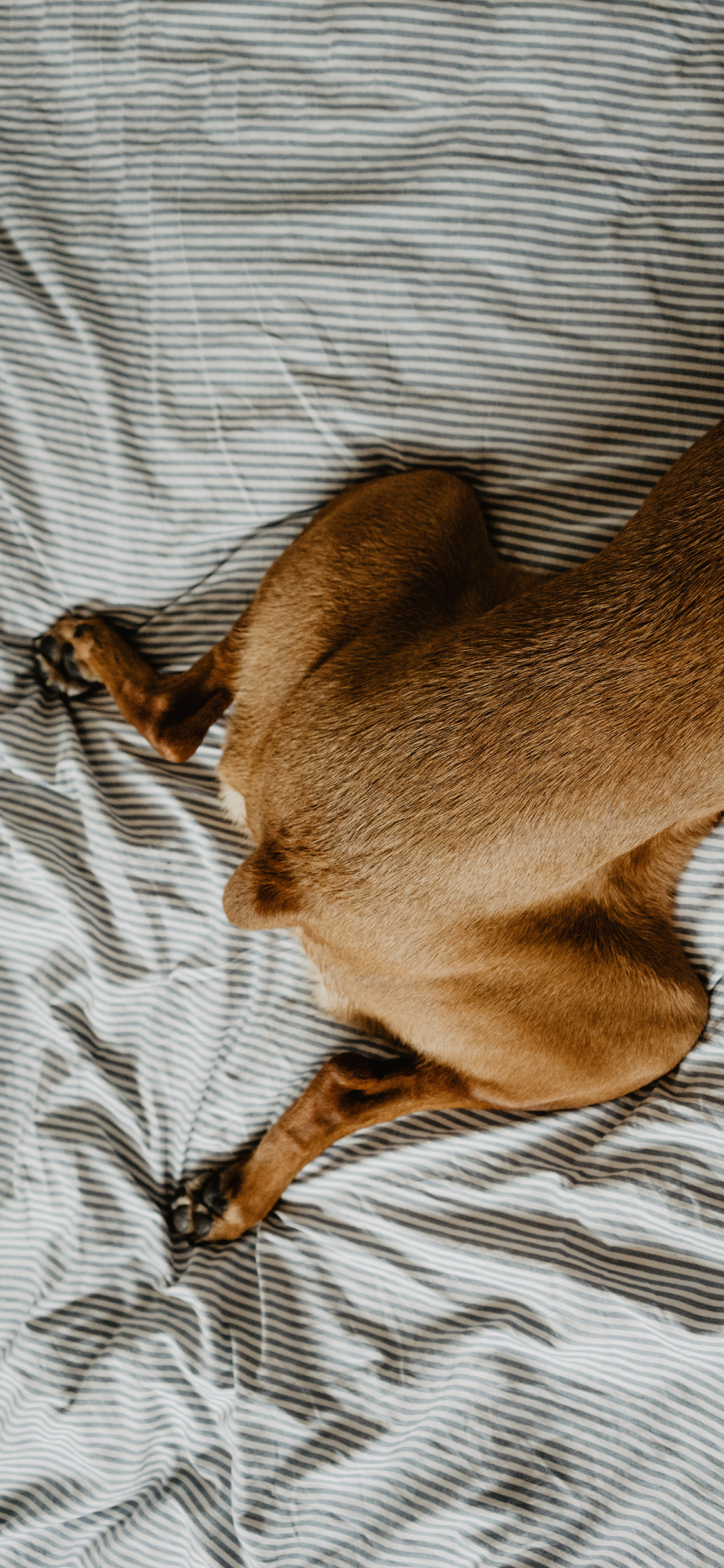 [2436×1125]宠物狗 狗腿 趴着 黄毛 苹果手机壁纸图片