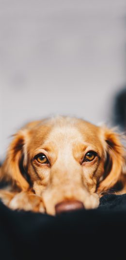 [2436x1125]宠物狗 王星 金毛犬 苹果手机壁纸图片