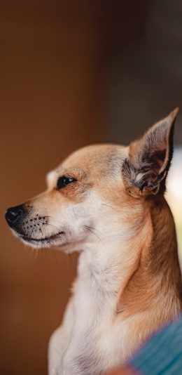 [2436x1125]宠物狗 田园犬 大黄狗 汪星人 苹果手机壁纸图片