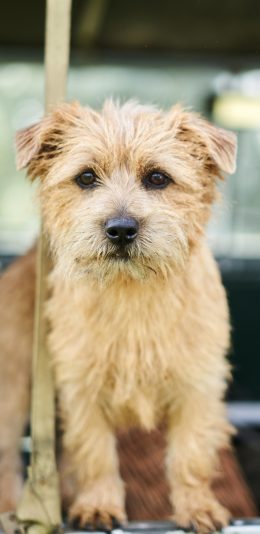 [2436x1125]宠物狗 田园犬 小黄狗 汪星人 苹果手机壁纸图片