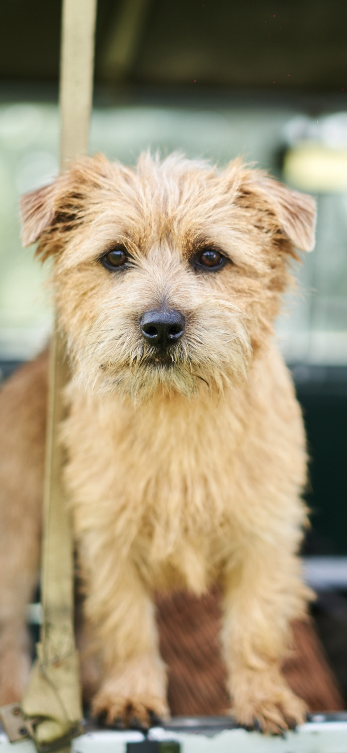 [2436×1125]宠物狗 田园犬 小黄狗 汪星人 苹果手机壁纸图片