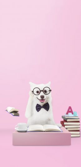 [2436x1125]宠物狗 白色 创意 写真 读书 苹果手机壁纸图片