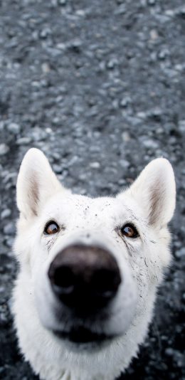 [2436x1125]宠物狗 白色 大鼻子 呆萌 苹果手机壁纸图片