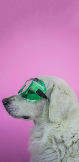 [2436x1125]宠物狗 白色 毛发 护目镜 苹果手机壁纸图片