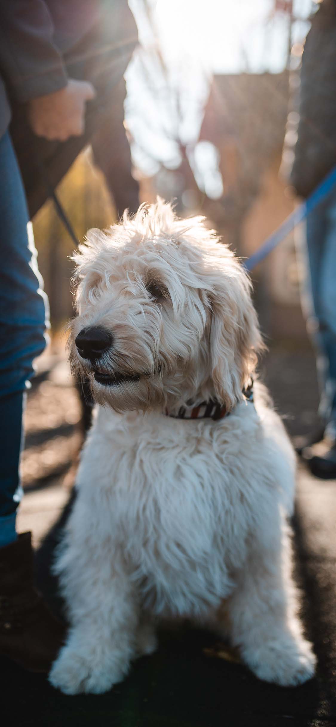 [2436×1125]宠物狗 白色 汪星人 可爱 苹果手机壁纸图片