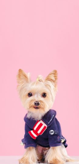 [2436x1125]宠物狗 约克夏梗 玩赏犬 苹果手机壁纸图片