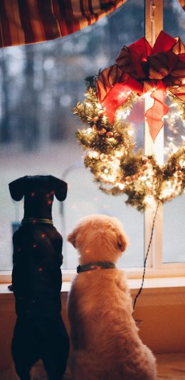 [2436x1125]宠物狗 花环 圣诞 装饰 背影 窗台 苹果手机壁纸图片