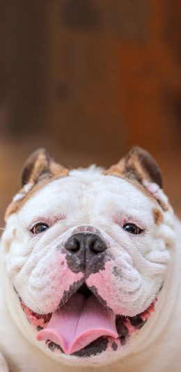 [2436x1125]宠物狗 英国 斗牛 丑萌 苹果手机壁纸图片