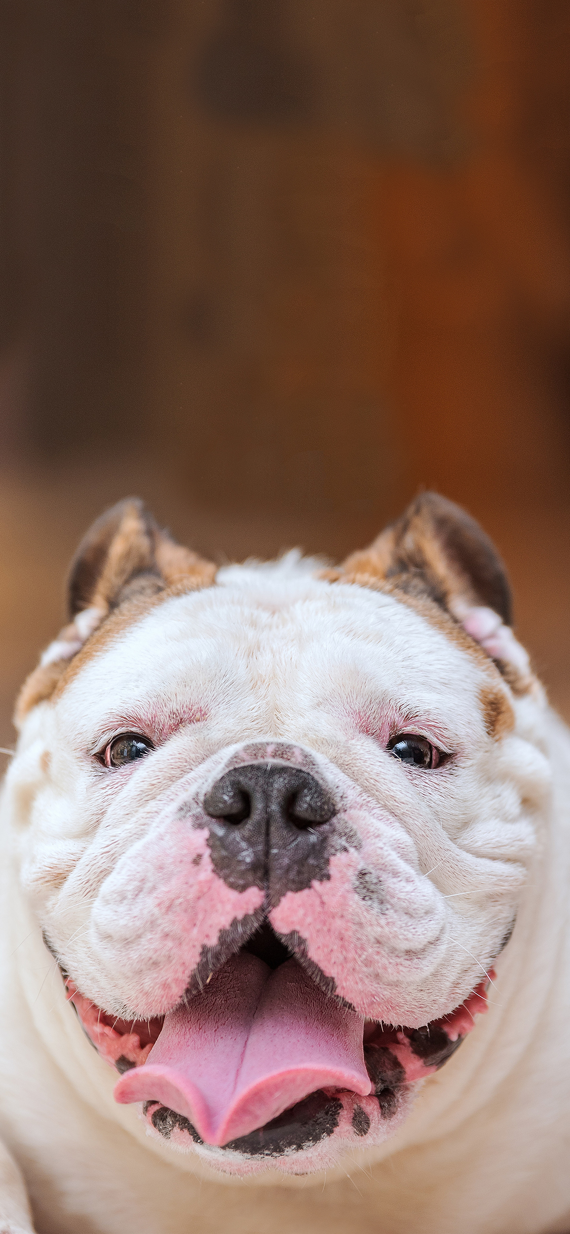 [2436×1125]宠物狗 英国 斗牛 丑萌 苹果手机壁纸图片