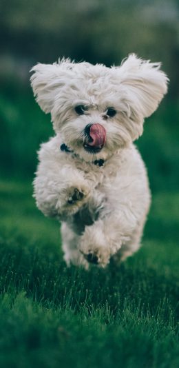 [2436x1125]宠物狗 草地 奔跑 可爱 苹果手机壁纸图片