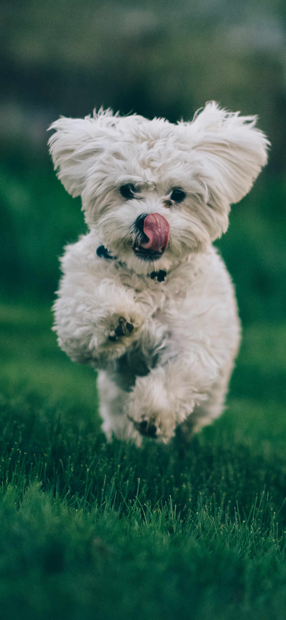 [2436×1125]宠物狗 草地 奔跑 可爱 苹果手机壁纸图片
