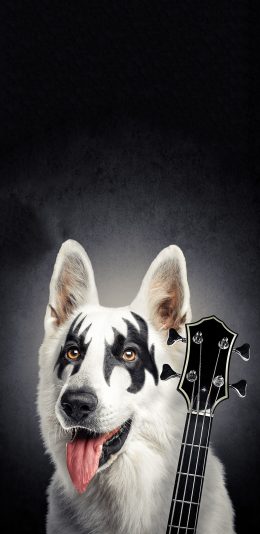 [2436x1125]宠物狗 萨摩耶 创意写真 吉他手 苹果手机壁纸图片
