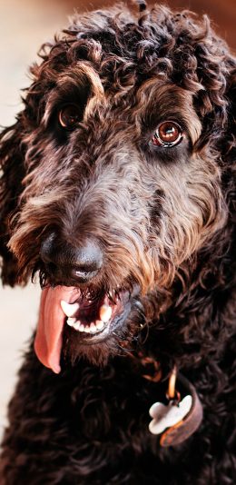 [2436x1125]宠物狗 贵宾 黑色 卷毛 汪星人 苹果手机壁纸图片