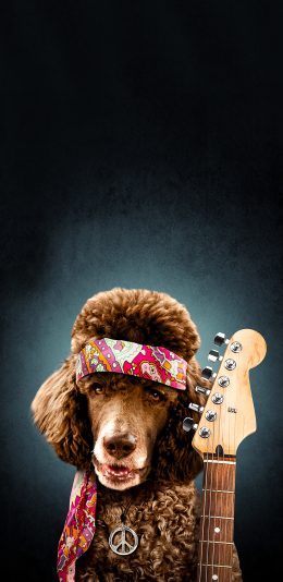 [2436x1125]宠物狗 贵宾犬 吉他手 创意 写真 苹果手机壁纸图片