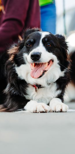 [2436x1125]宠物狗 边牧 牧羊犬 黑白 聪明 苹果手机壁纸图片