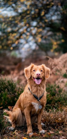 [2436x1125]宠物狗 野外 项圈 乖巧 苹果手机壁纸图片
