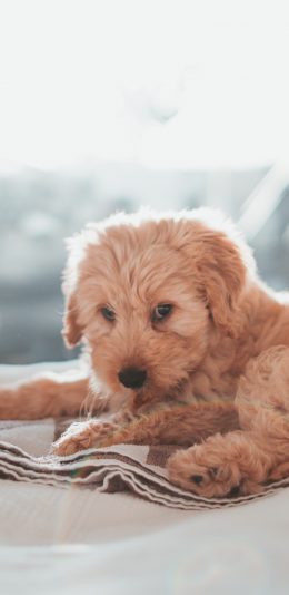 [2436x1125]宠物狗 金毛犬 可爱 幼犬 苹果手机壁纸图片