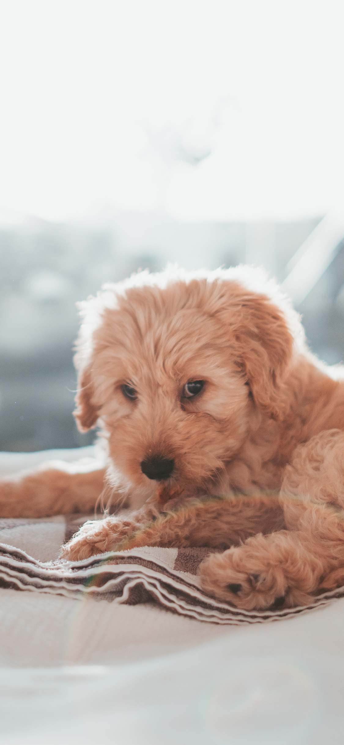 [2436×1125]宠物狗 金毛犬 可爱 幼犬 苹果手机壁纸图片