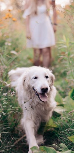 [2436x1125]宠物狗 金毛犬 可爱 聪明 苹果手机壁纸图片