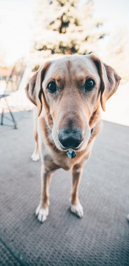 [2436x1125]宠物狗 金毛犬 呆萌 聪明 苹果手机壁纸图片