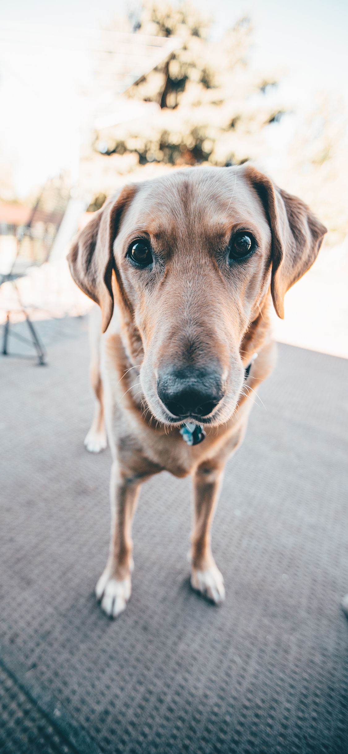 [2436×1125]宠物狗 金毛犬 呆萌 聪明 苹果手机壁纸图片