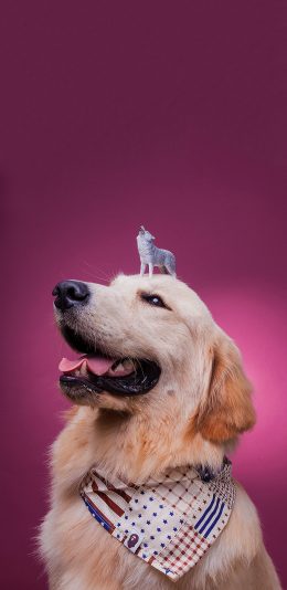 [2436x1125]宠物狗 金毛犬 围巾 可爱 苹果手机壁纸图片