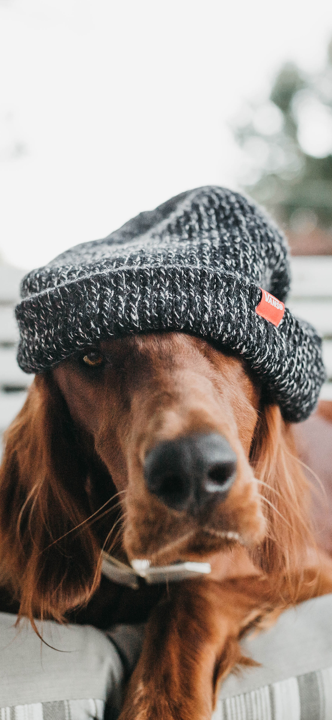 [2436×1125]宠物狗 金毛犬 帽子 可爱 苹果手机壁纸图片