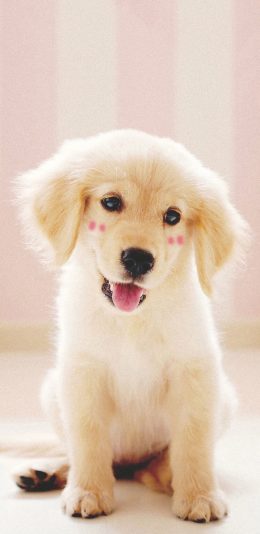 [2436x1125]宠物狗 金毛犬 幼犬 可爱 苹果手机壁纸图片