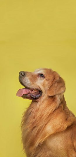 [2436x1125]宠物狗 金毛犬 忠厚 聪明 苹果手机壁纸图片