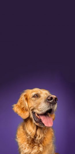 [2436x1125]宠物狗 金毛犬 憨厚 可爱 苹果手机壁纸图片