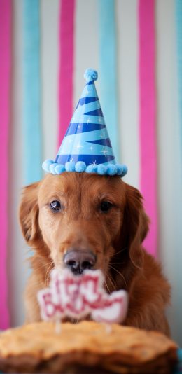 [2436x1125]宠物狗 金毛犬 汪星人 生日 苹果手机壁纸图片