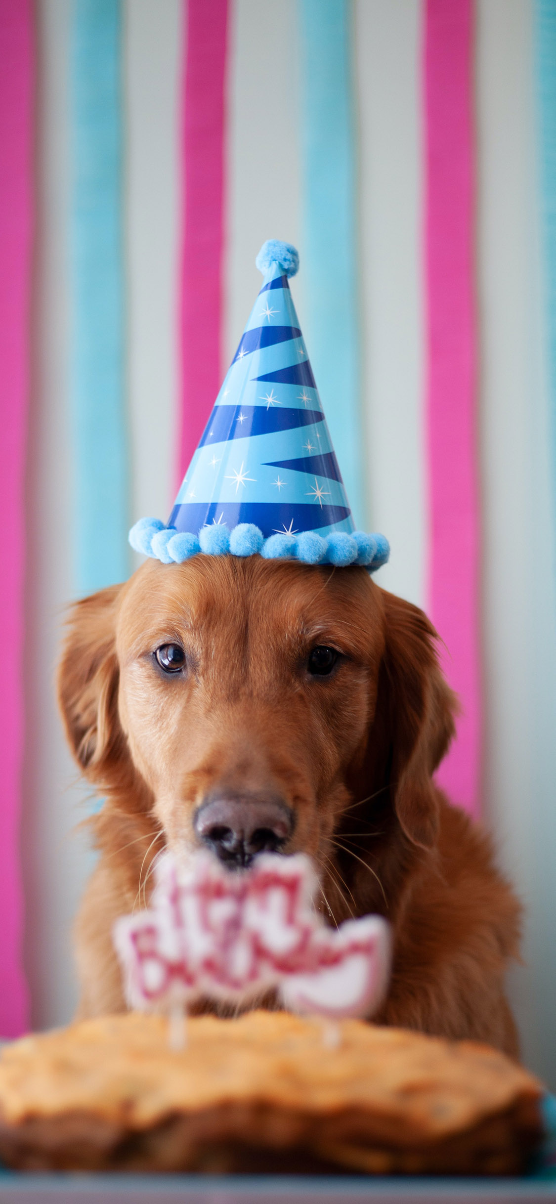 [2436×1125]宠物狗 金毛犬 汪星人 生日 苹果手机壁纸图片