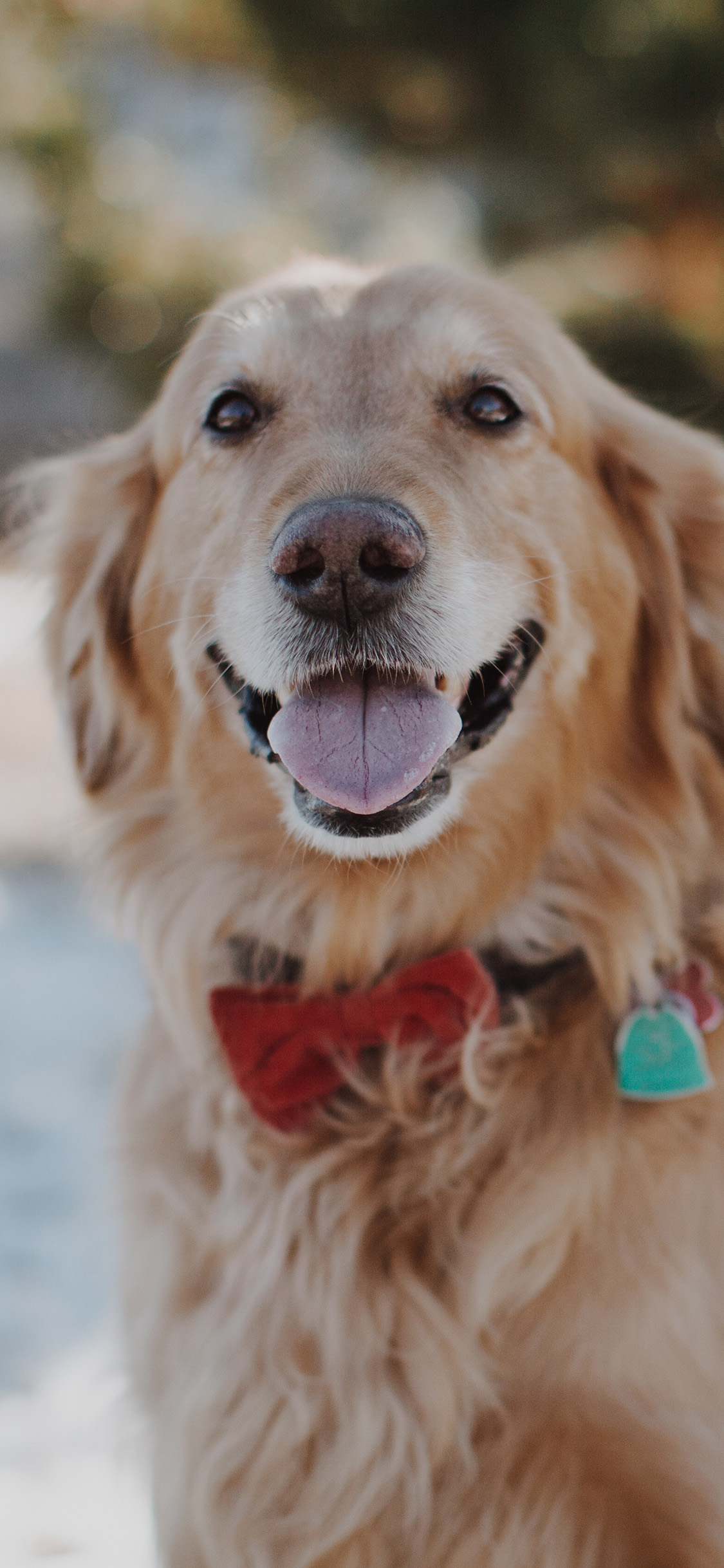 [2436×1125]宠物狗 金毛犬 汪星人 聪明 憨厚 苹果手机壁纸图片