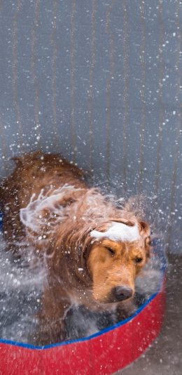 [2436x1125]宠物狗 金毛犬 洗澡 甩水 苹果手机壁纸图片