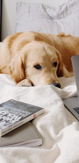 [2436x1125]宠物狗 金毛犬 笔记本 苹果 苹果手机壁纸图片