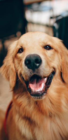 [2436x1125]宠物狗 金毛犬 聪明 可爱 苹果手机壁纸图片