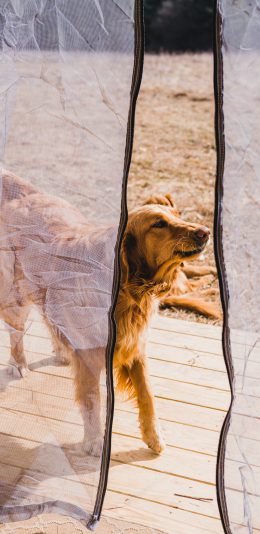 [2436x1125]宠物狗 金毛犬 聪明 听话 苹果手机壁纸图片