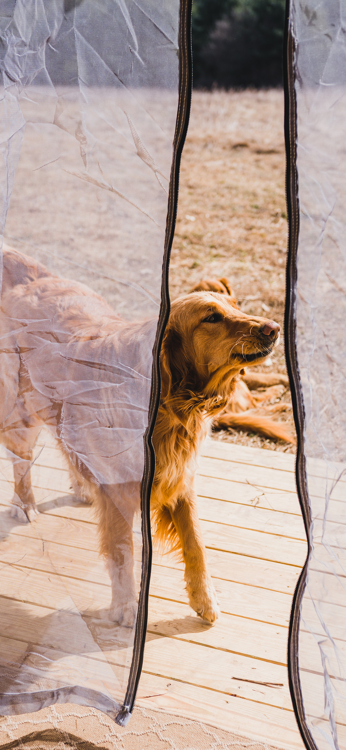 [2436×1125]宠物狗 金毛犬 聪明 听话 苹果手机壁纸图片