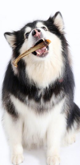 [2436x1125]宠物狗 阿拉斯加 大型犬 骨头 汪星人 苹果手机壁纸图片