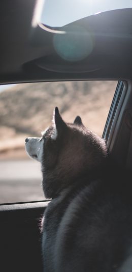 [2436x1125]宠物狗 阿拉斯加犬 大型犬 苹果手机壁纸图片
