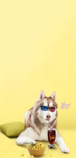 [2436x1125]宠物狗 阿拉斯加犬 大型犬 创意 写真 苹果手机壁纸图片