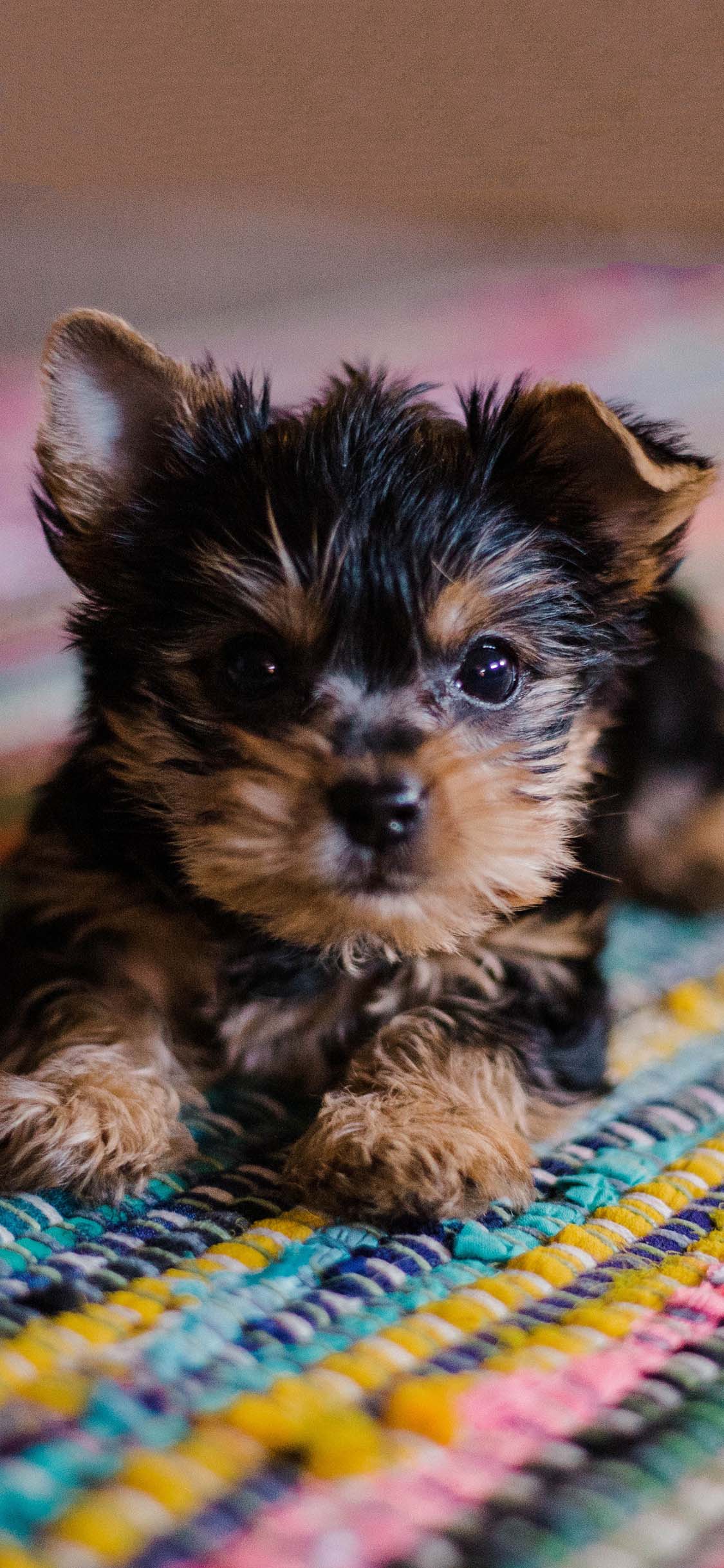 [2436×1125]宠物狗 雪纳瑞 幼犬 可爱 地毯 苹果手机壁纸图片