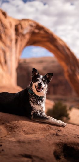 [2436x1125]宠物狗 项圈 户外 欢乐 犬类 苹果手机壁纸图片